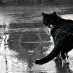 Why does a cat leave kittens?