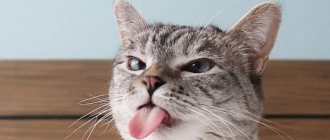 why does a cat stick out its tongue reasons