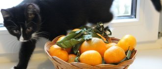Почему кошки не любят запах цитрусовых