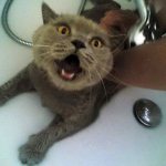 Why cats cannot tolerate water treatments