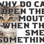 Почему кошки открывают рот, когда чувствуют какой-то запах?