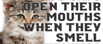 Why do cats open their mouths when they smell something?
