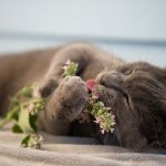 Why do cats love valerian so much?