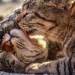 Почему кошки вылизывают друг друга?
