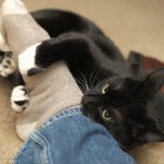 Почему кот кусает хозяев за ноги