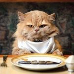 Why does a cat always ask for food: 5 features that are important to know