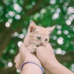 Why does a kitten bite and scratch?