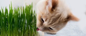 Почему коты едят растения, зелень