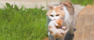 Почему мамы-кошки постоянно таскают своих котят в зубах