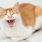 Why does a sterilized cat yell?