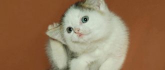 Почему у кошки чешутся уши: причины и лечение