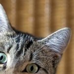 Почему у кошки горячие уши?