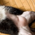 Why does a cat&#39;s belly go bald?