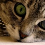 Why does a cat have dilated pupils?