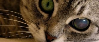 Почему у кошки расширены зрачки