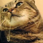 Why is the cat drooling: [Find out the reason, What to do]