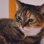 Why does kidney failure occur in cats?
