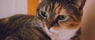 Why does kidney failure occur in cats?