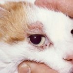 Subcutaneous mites in cats: causes and symptoms, treatment and prevention