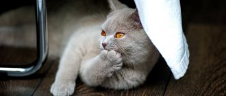 How often should you trim your cat&#39;s claws?