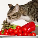 Healthy nutrition is good for cats too.