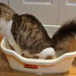 Diarrhea in a cat: how to properly treat an upset stomach