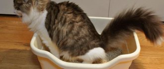 Понос у кошки: как правильно лечим расстройство желудка