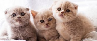 Scottish Straight cat breed: how it differs from the British one, Straight character, hereditary diseases
