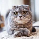 Scottish Fold cat breed photo