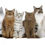 Породы кошек: описание всех видов и список с названиями по алфавиту