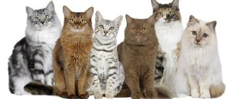 Cat breeds: description of all types and list with names in alphabetical order