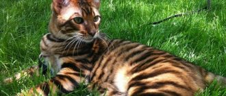 Cat breeds similar to a tiger