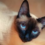 Cat breeds with large ears and elongated muzzle