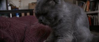 Gray cat breeds
