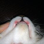 For primary stomatitis, you can wash the cat’s mouth using a spray bottle or a syringe without a needle.