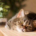 Причиы и способы устранения вздутия живота у кошки