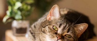 Причиы и способы устранения вздутия живота у кошки