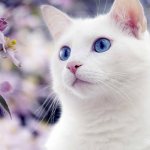 Приметы о белом коте дома