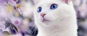 Signs about a white cat at home