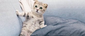 Приучать кошку к переноске нужно постепенно, чтобы не вызвать у животного стресс (Фото pexels.com)