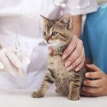Vaccination for a kitten
