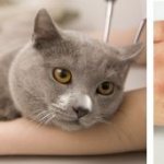 vaccinations for cats