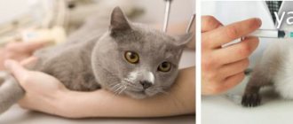 vaccinations for cats