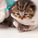 прививки котятам до года
