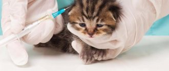 vaccinations for kittens up to one year old