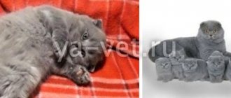 vaccinations for Scottish fold kittens