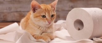 Problems with urination in a cat