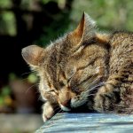 Length of cat sleep
