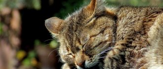 Продолжительность кошачьего сна