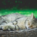 Прогноз и профилактика при астме у кота